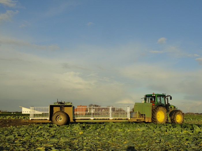 Kohlernte 2013 016 web